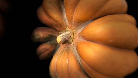 Enso Ferments's banner